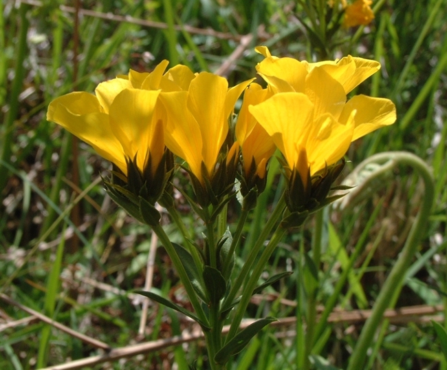 Linum capitatum / Lino capitato